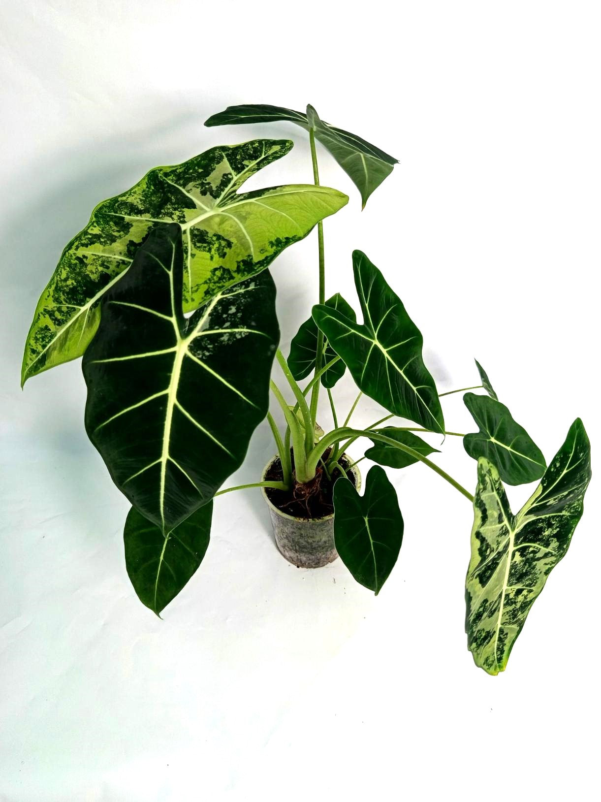 Alocasia Frydek Variegata XL 
