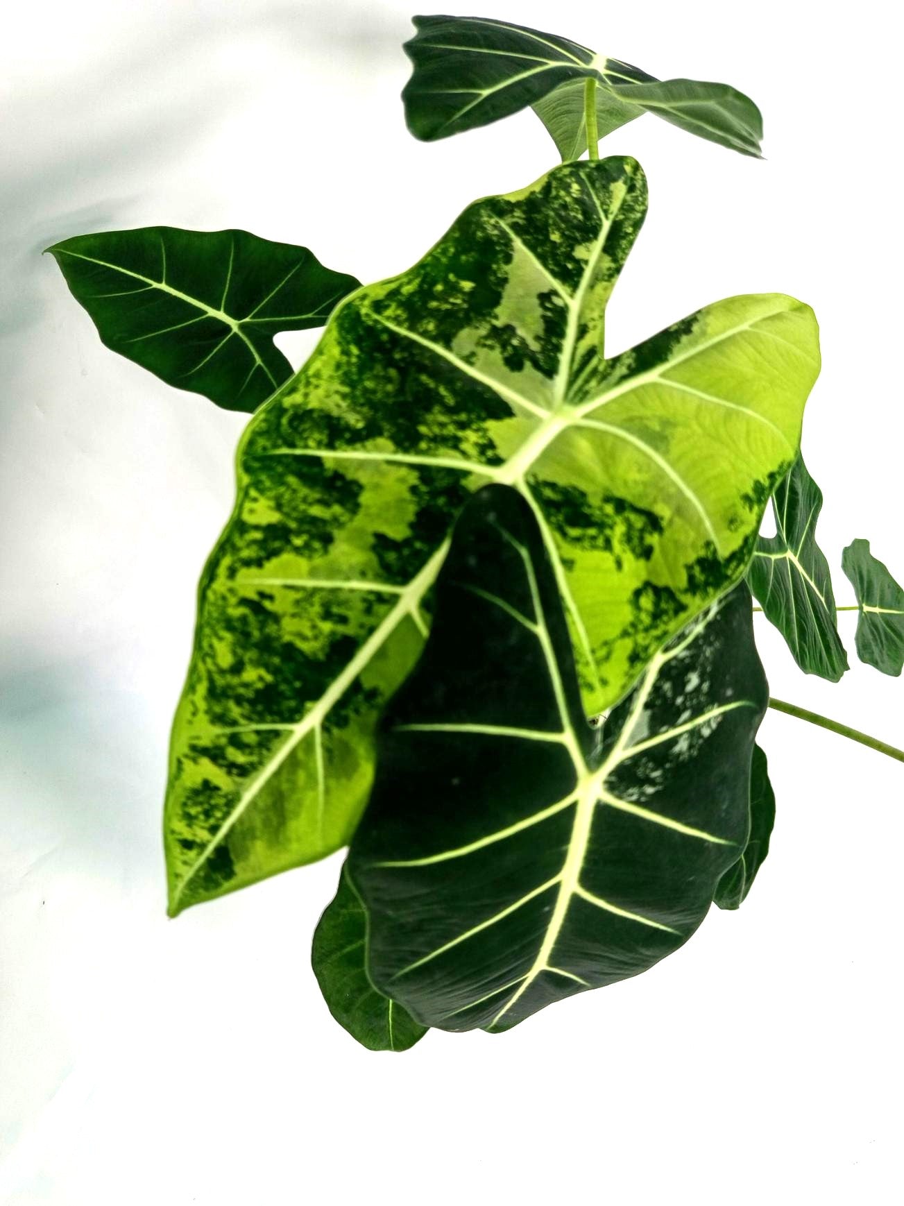 Alocasia Frydek Variegata XL 