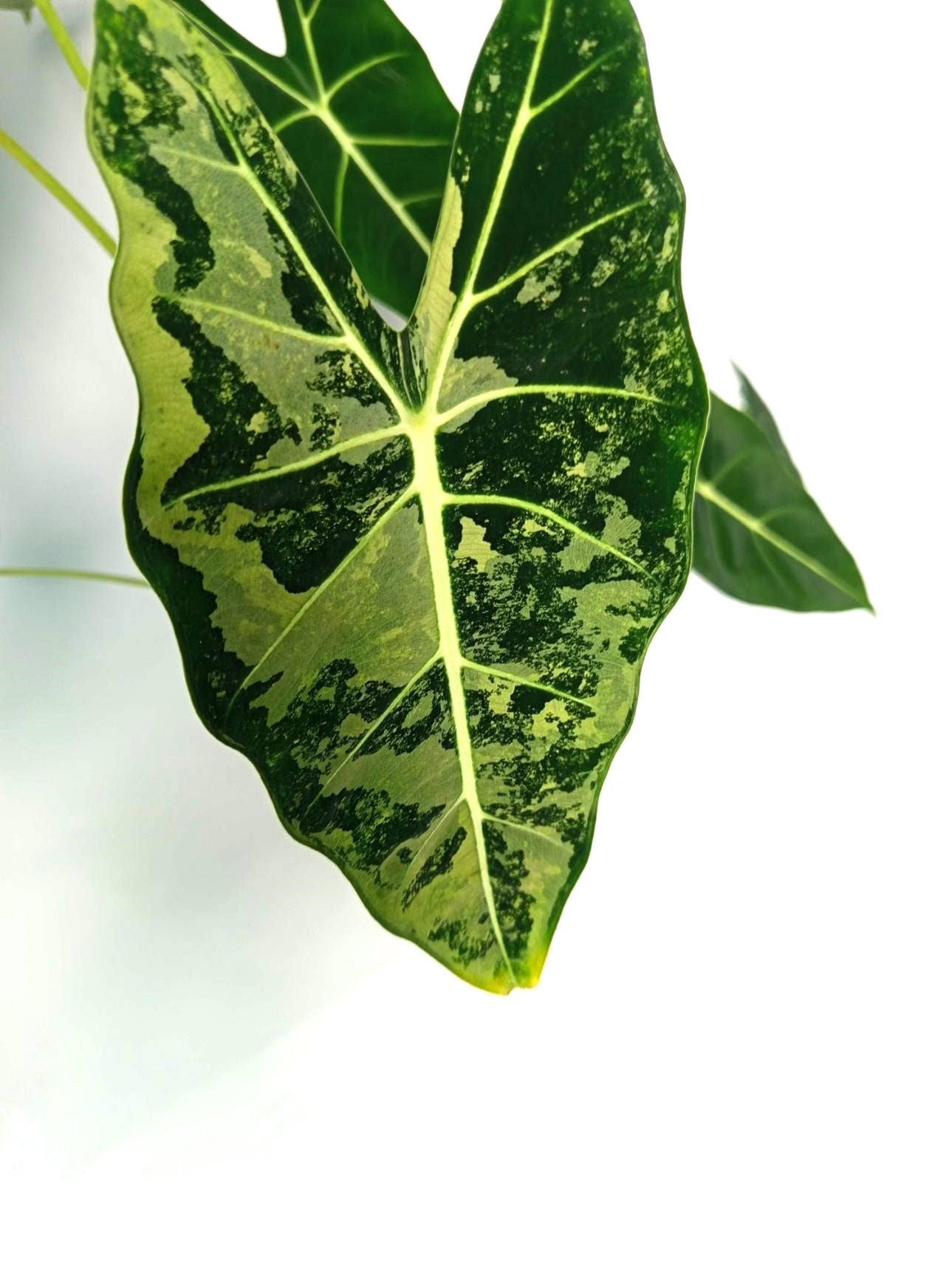 Alocasia Frydek Variegata XL 