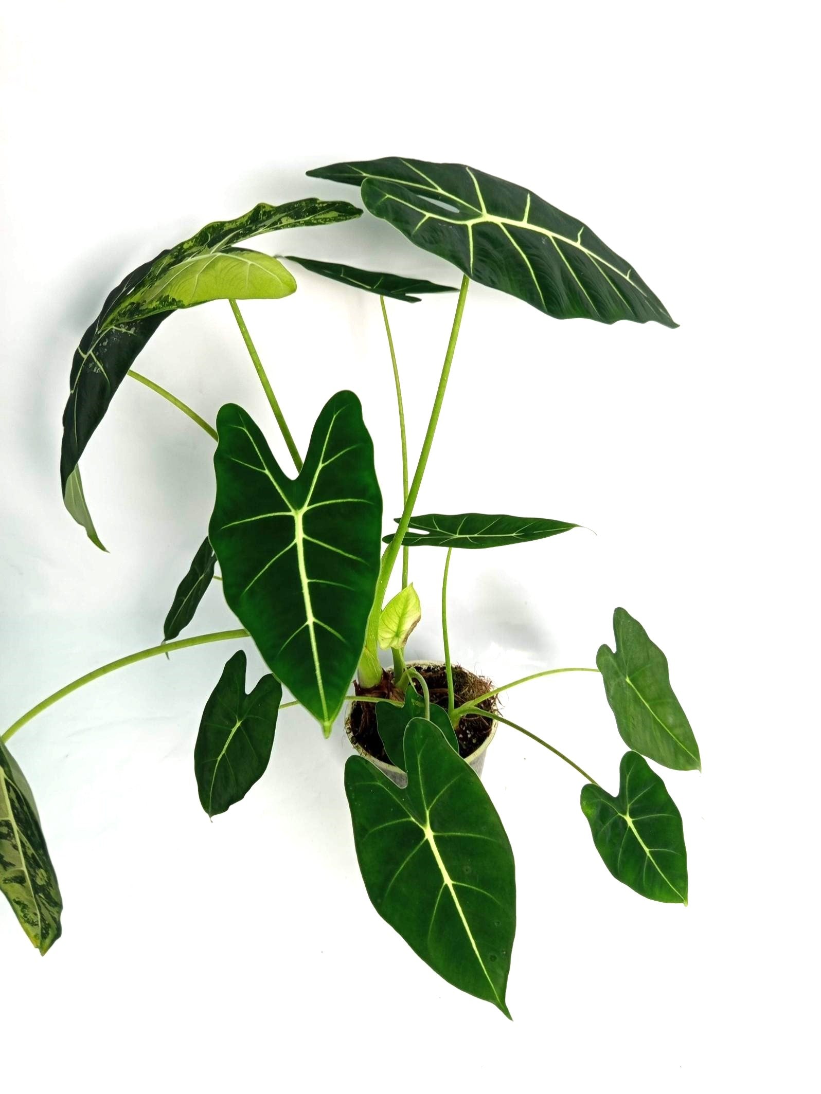 Alocasia Frydek Variegata XL 