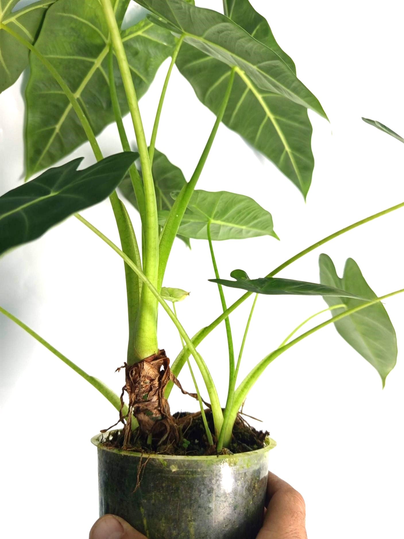 Alocasia Frydek Variegata XL 