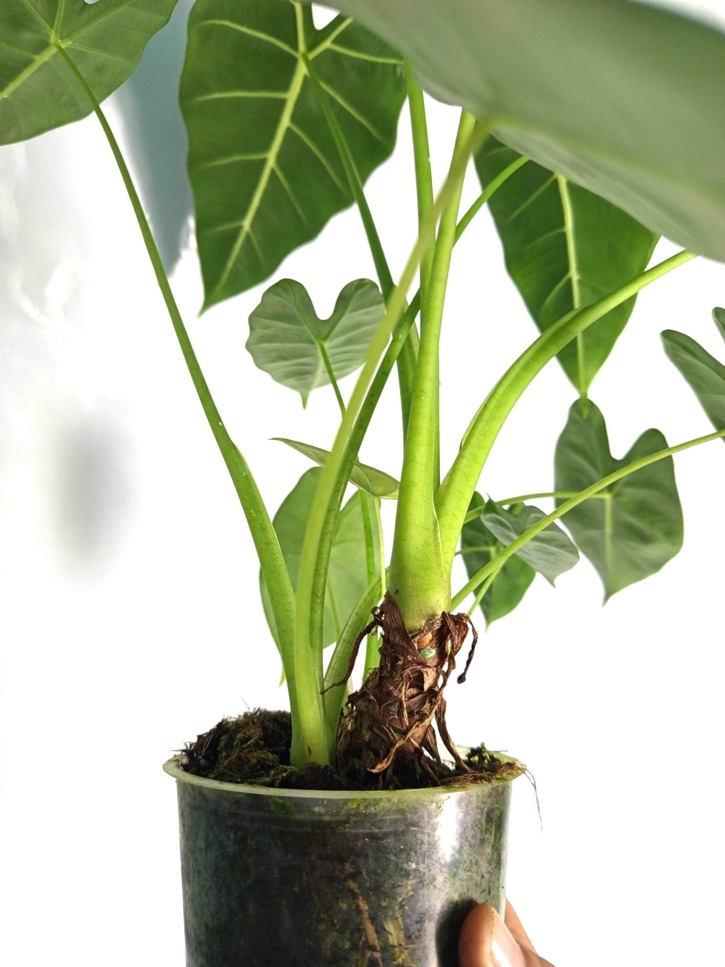 Alocasia Frydek Variegata XL 