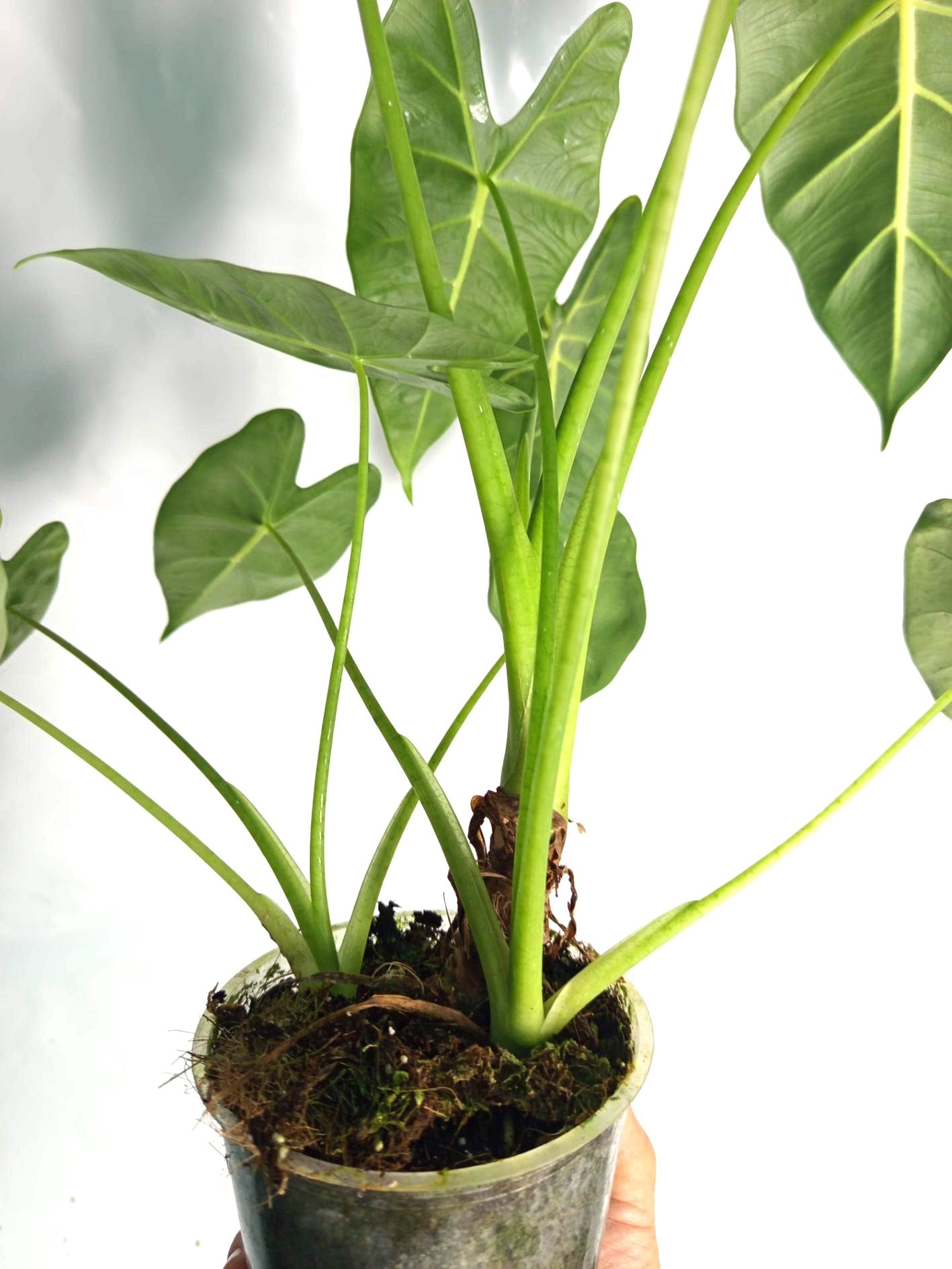 Alocasia Frydek Variegata XL