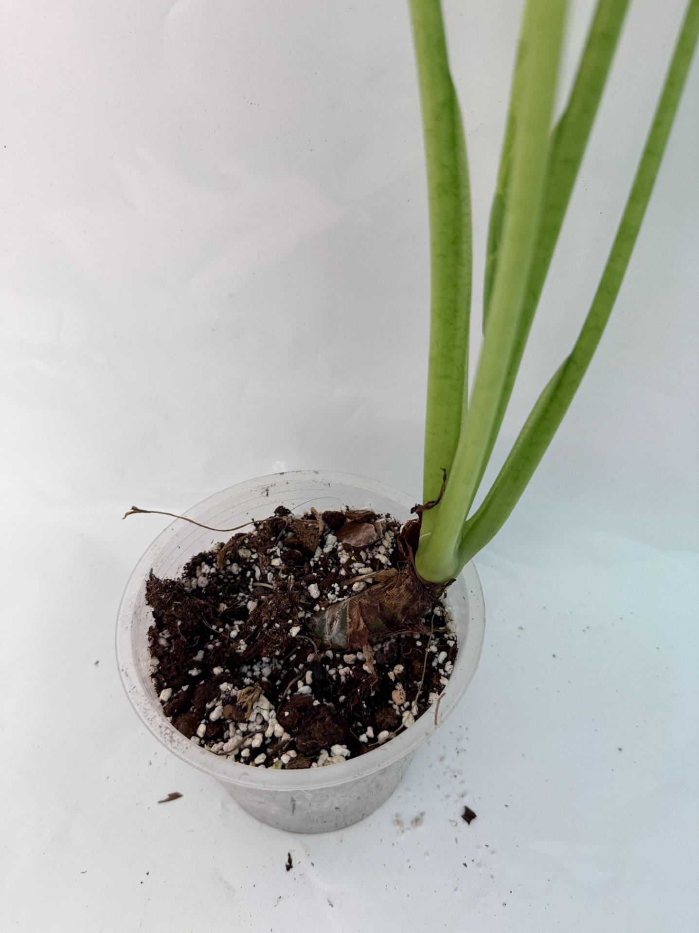 Alocasia Frydek Variegata XL