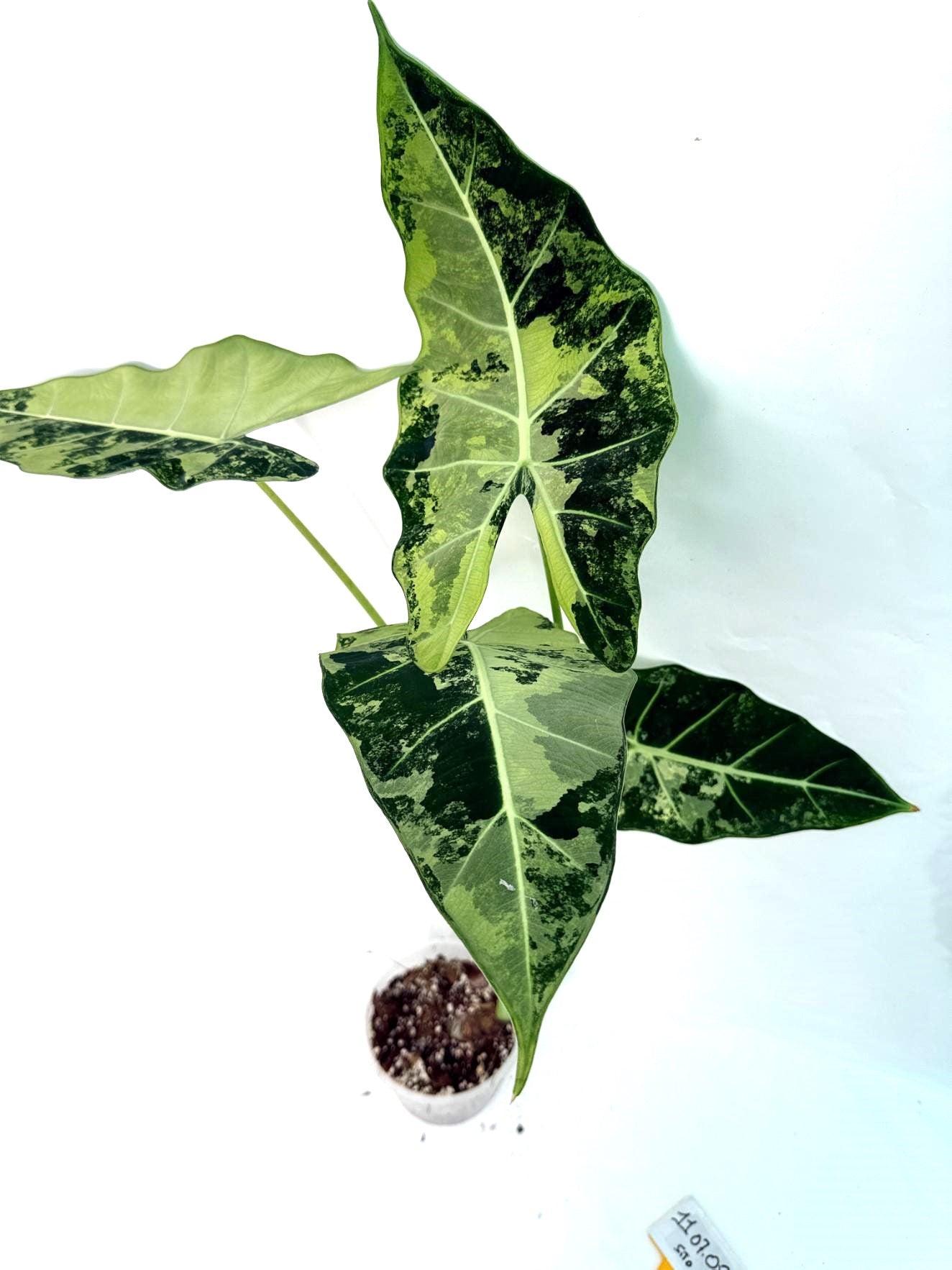 Alocasia Frydek Variegata XL