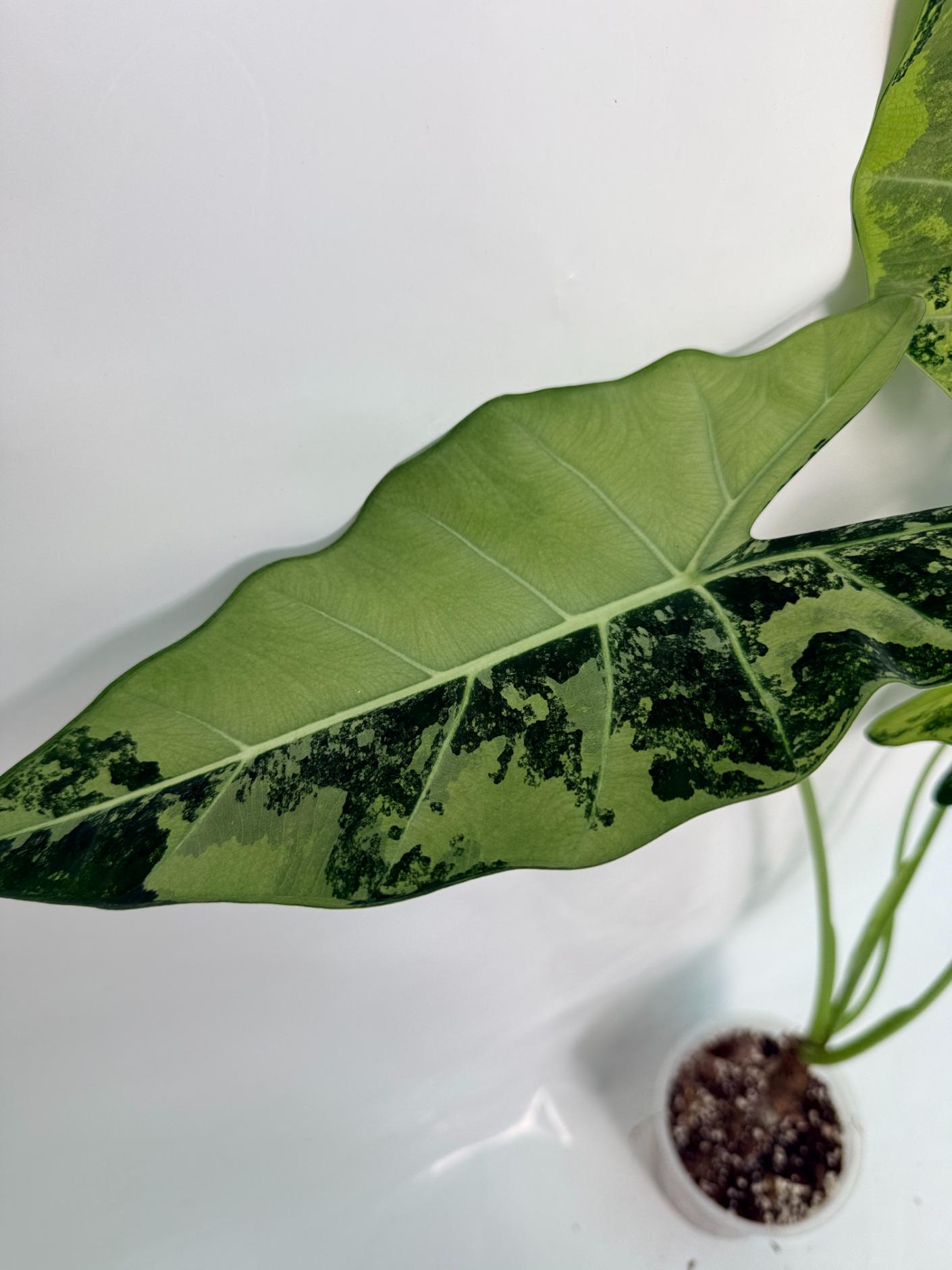 Alocasia Frydek Variegata XL