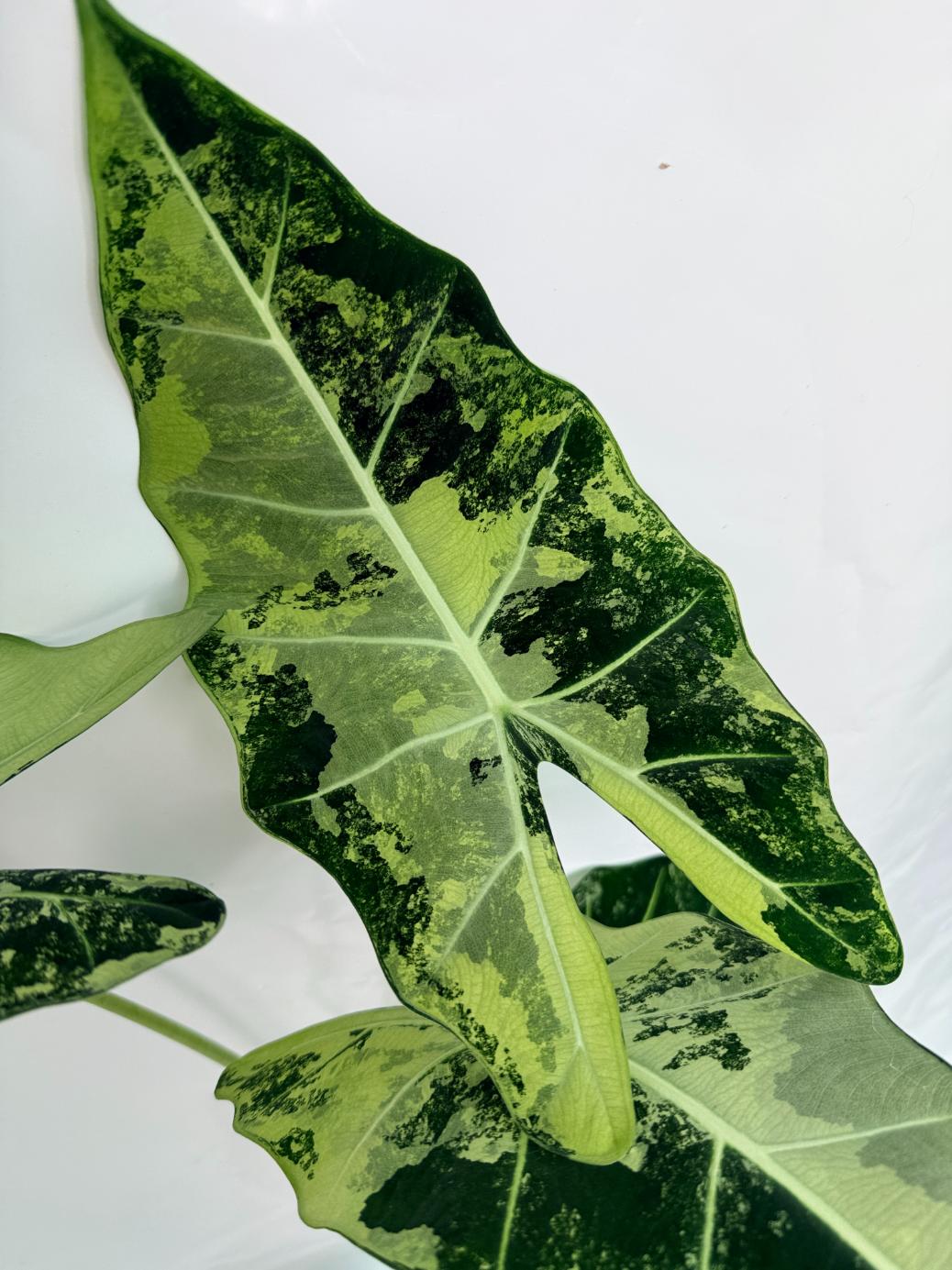 Alocasia Frydek Variegata XL