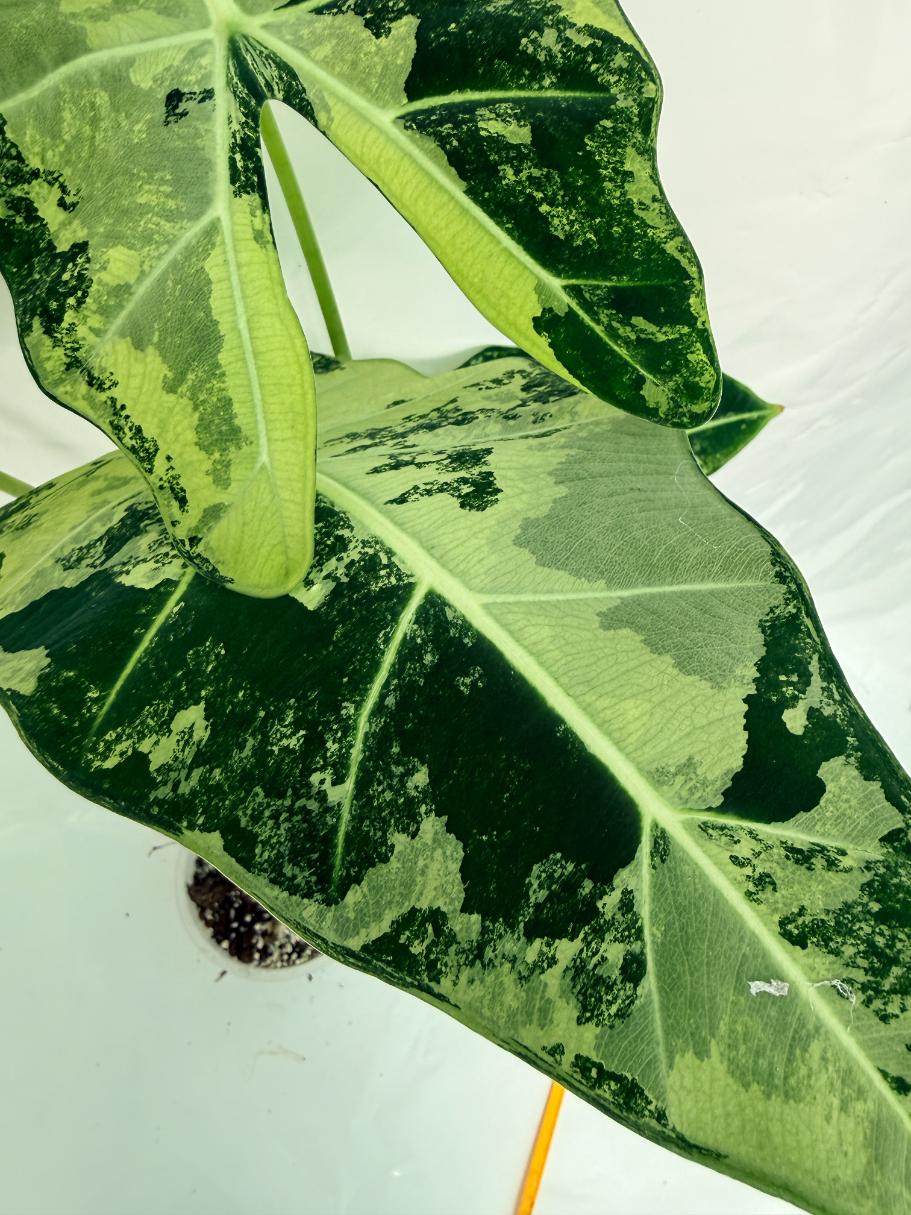Alocasia Frydek Variegata XL
