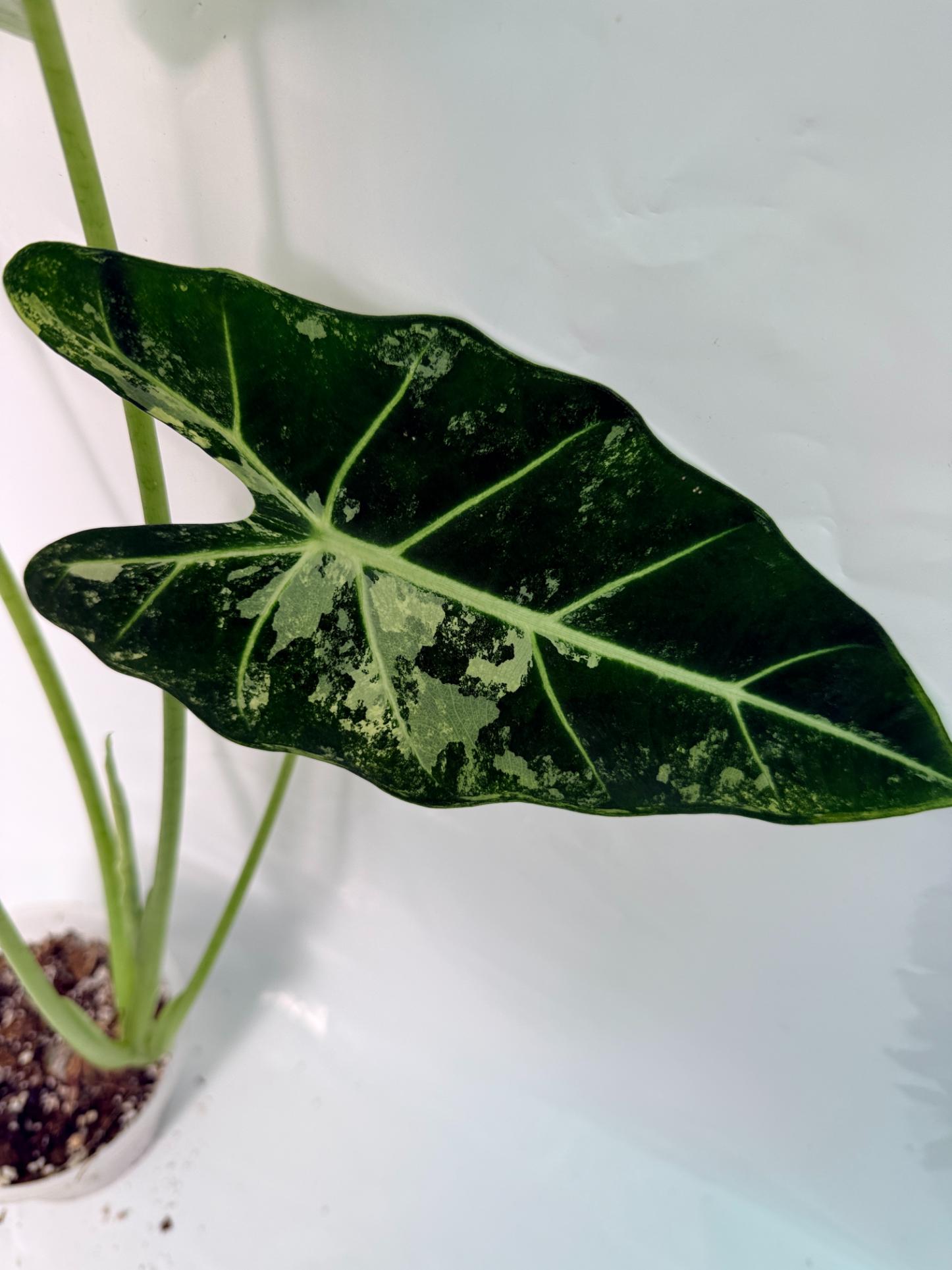 Alocasia Frydek Variegata XL