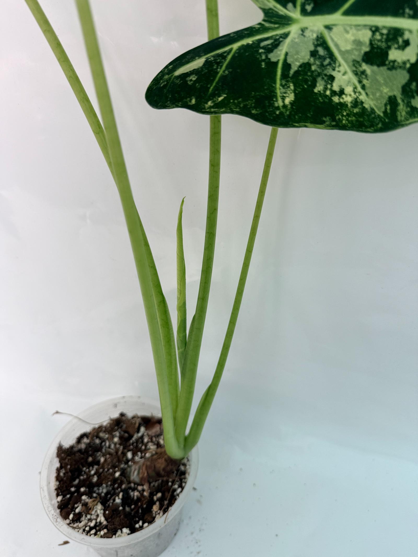 Alocasia Frydek Variegata XL