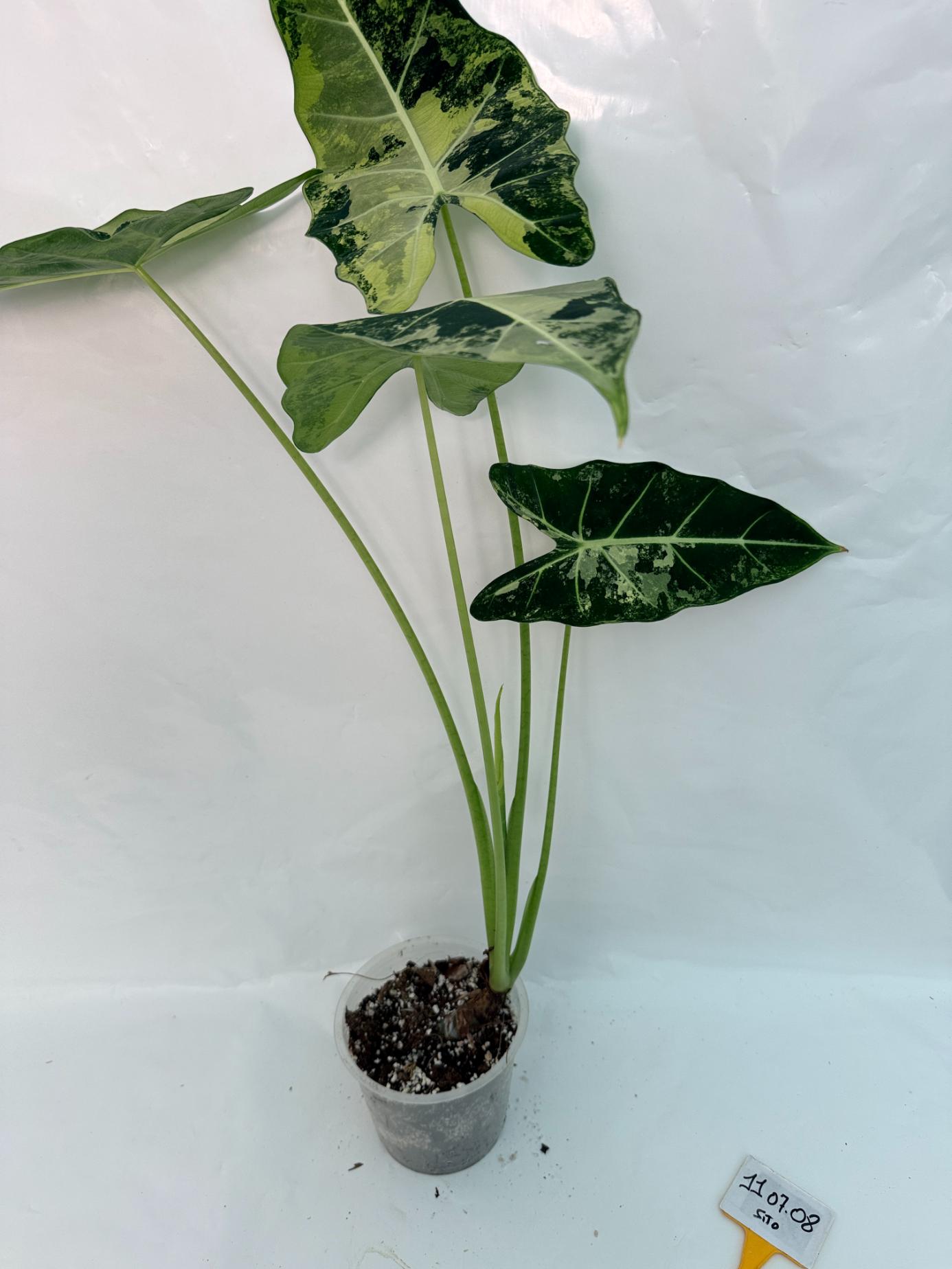 Alocasia Frydek Variegata XL