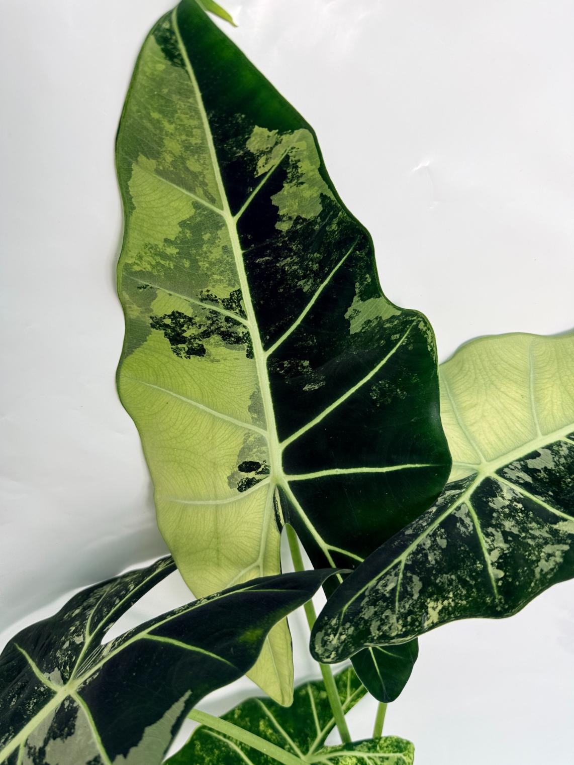 Alocasia Frydek Variegata XL