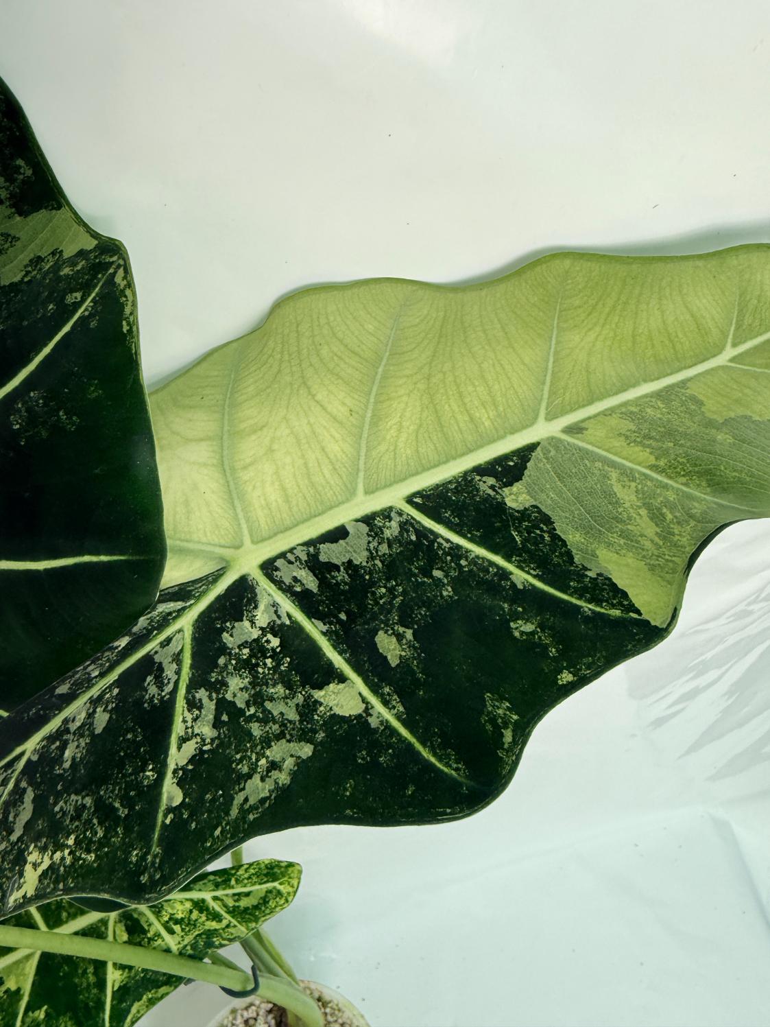 Alocasia Frydek Variegata XL