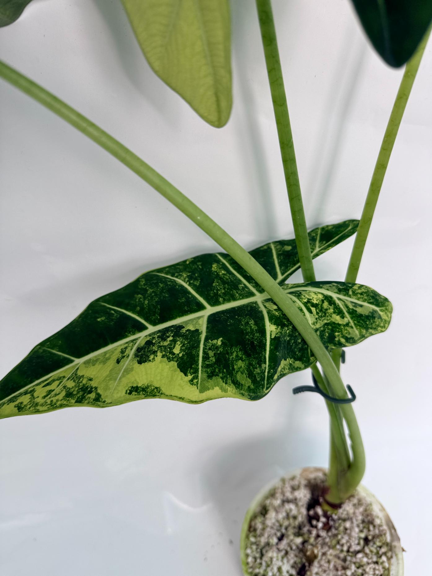 Alocasia Frydek Variegata XL