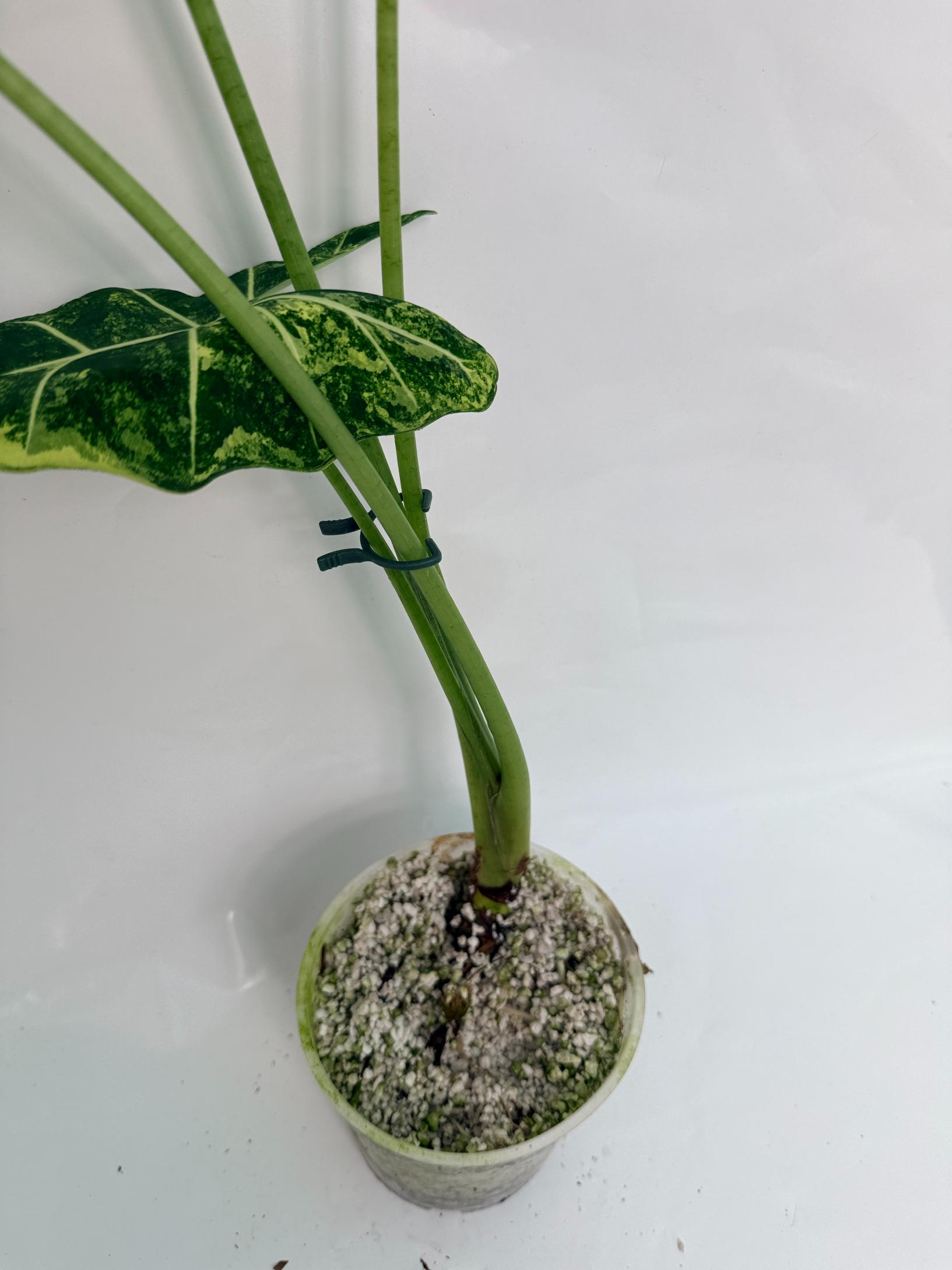 Alocasia Frydek Variegata XL