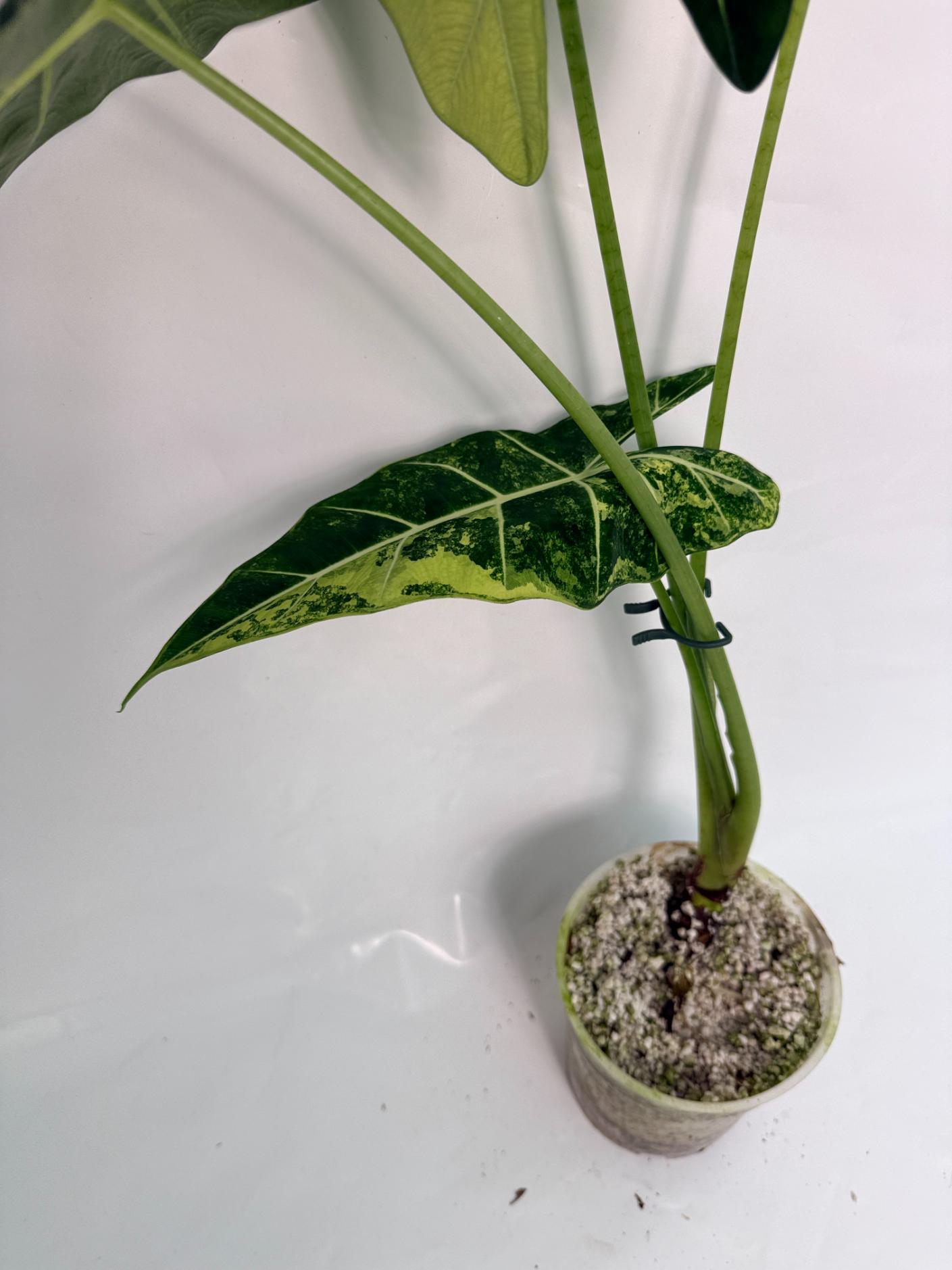 Alocasia Frydek Variegata XL