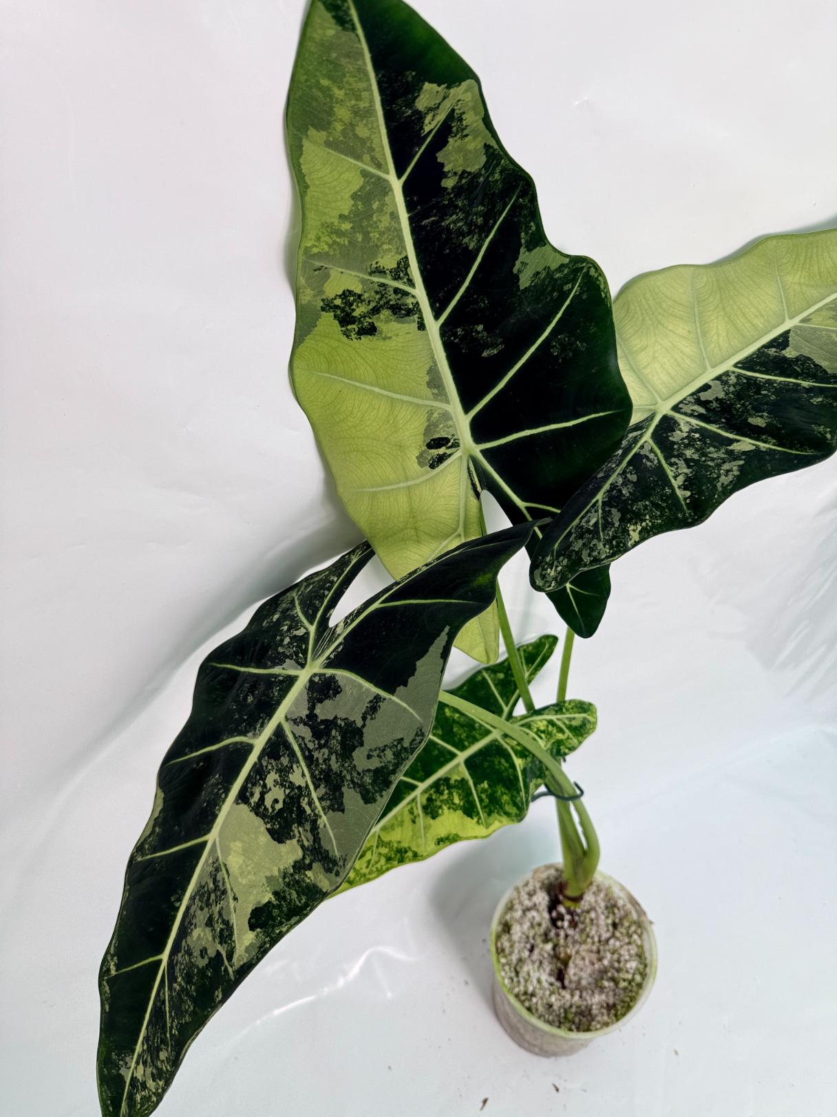 Alocasia Frydek Variegata XL