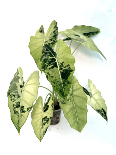 Alocasia_Frydek_Variegata_xl_