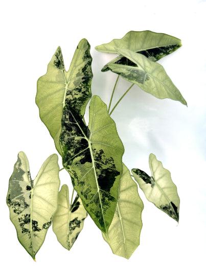 Alocasia_Frydek_Variegata_xl