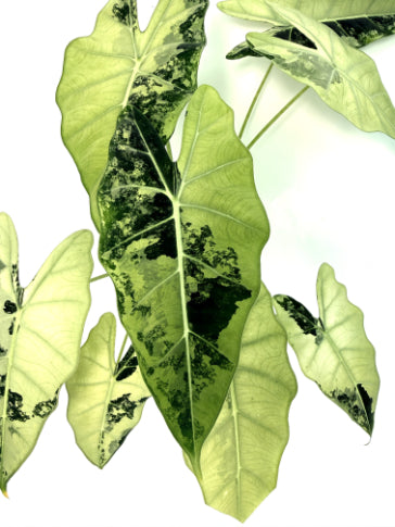 Alocasia_Frydek_Variegata_xl_