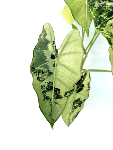 Alocasia_Frydek_Variegata_xl_