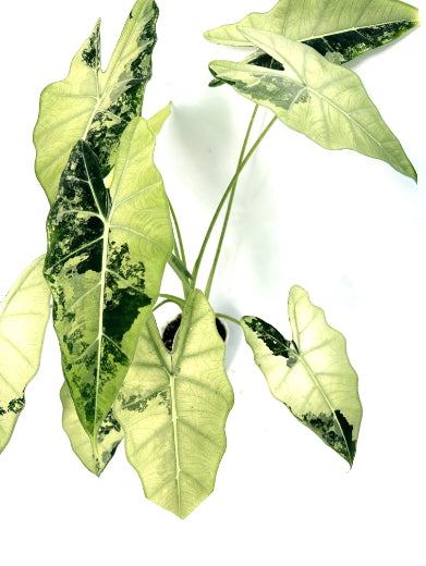Alocasia_Frydek_Variegata_xl_