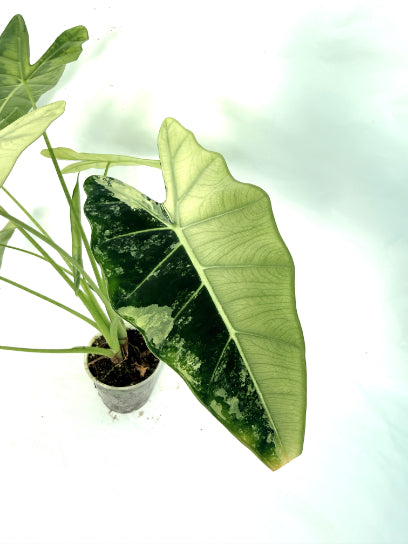 Alocasia_Frydek_Variegata_xl_