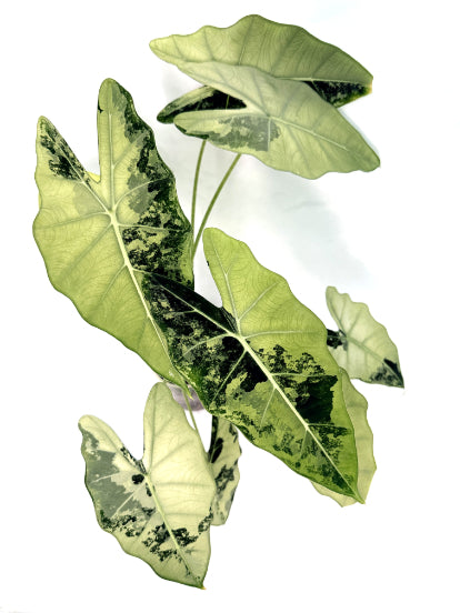Alocasia_Frydek_Variegata_xl_