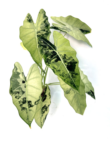 Alocasia_Frydek_Variegata_xl_