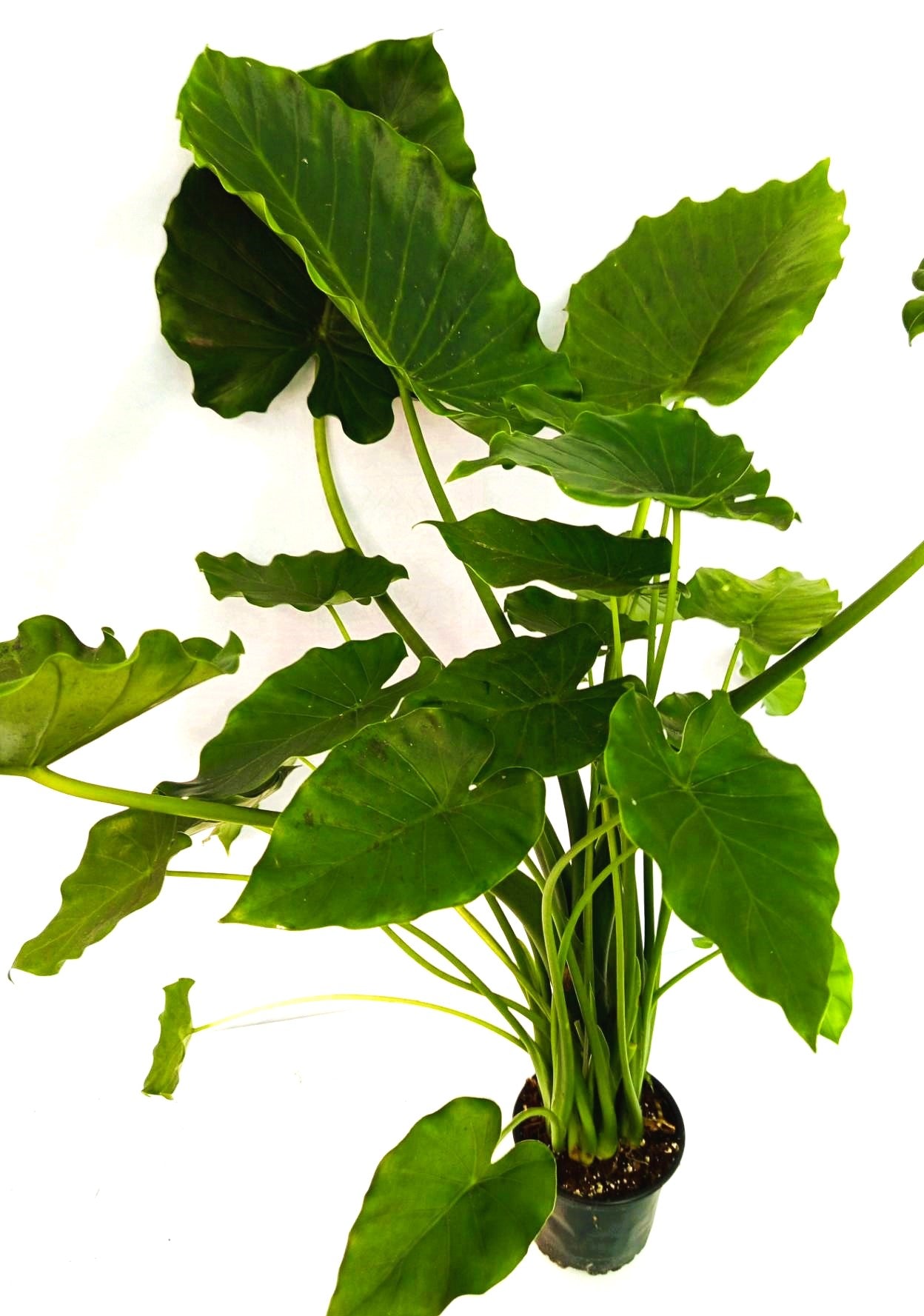 Alocasia Gageana Green XXL