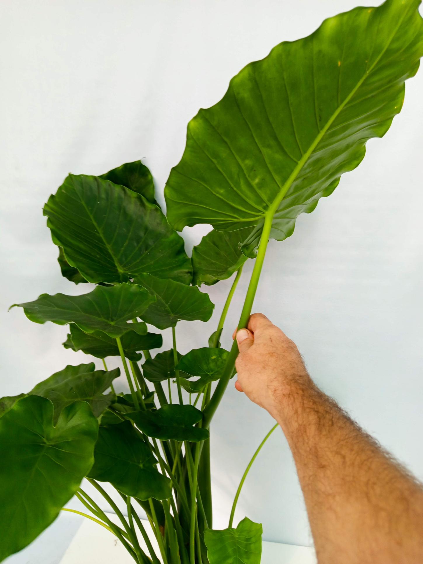 Alocasia Gageana Green XXL
