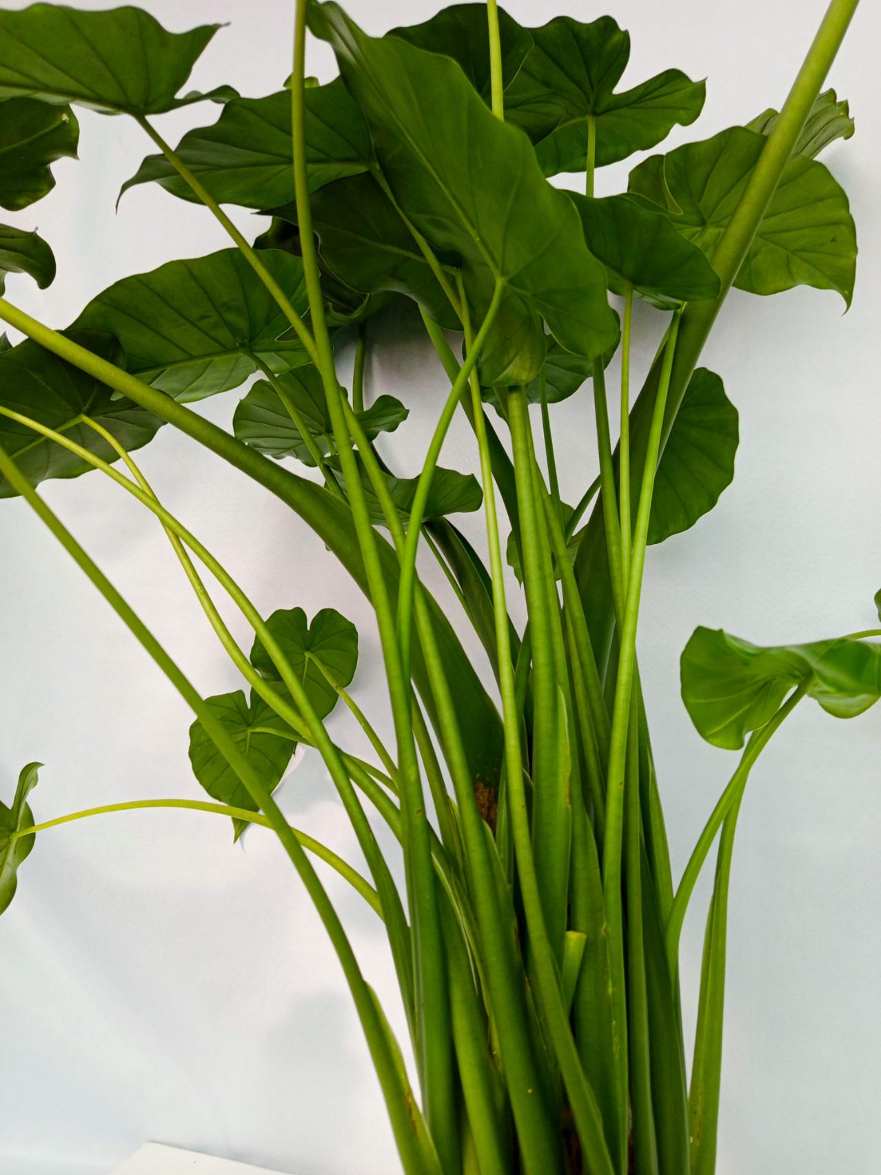 Alocasia Gageana Green XXL