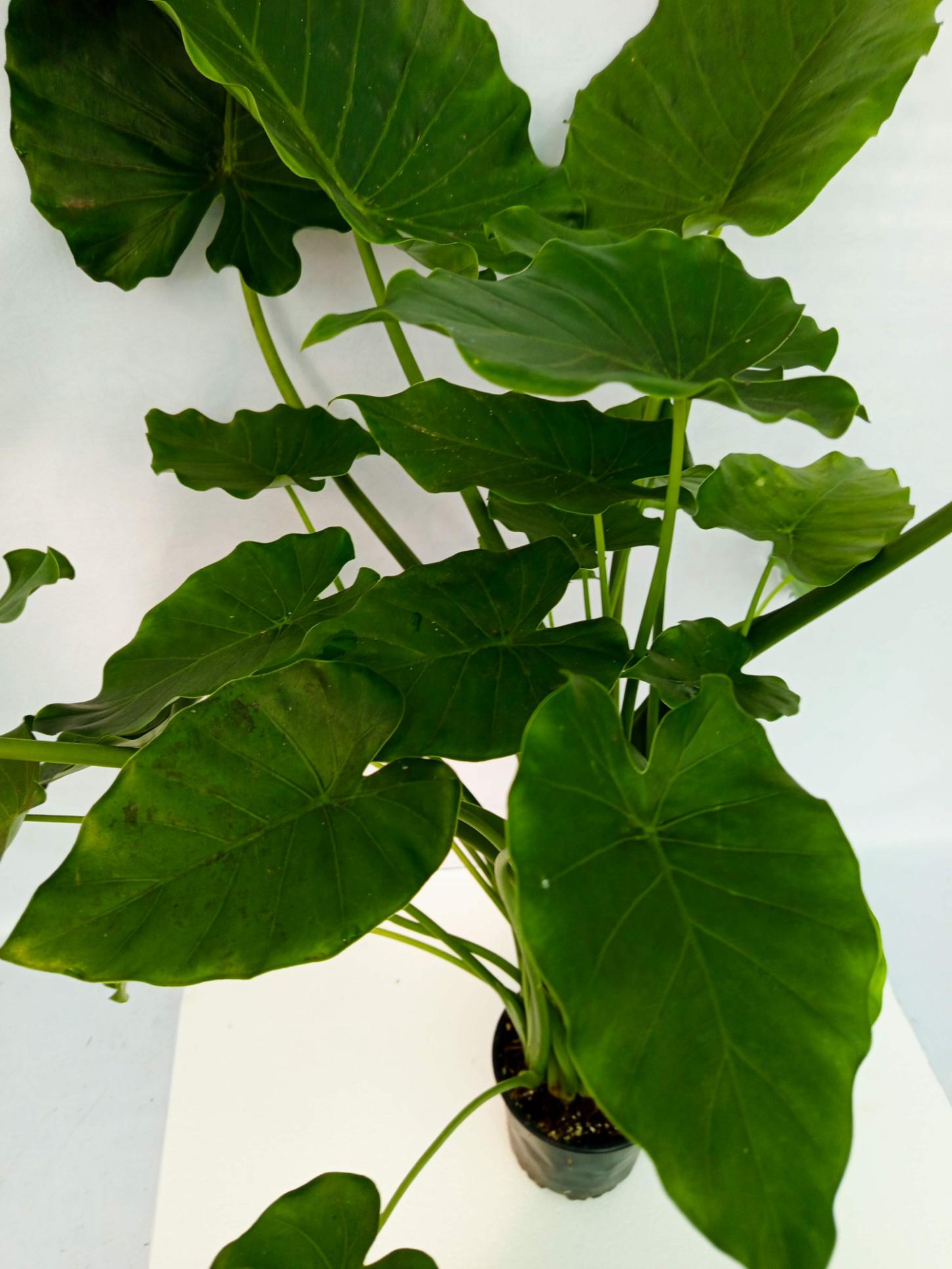 Alocasia Gageana Green XXL