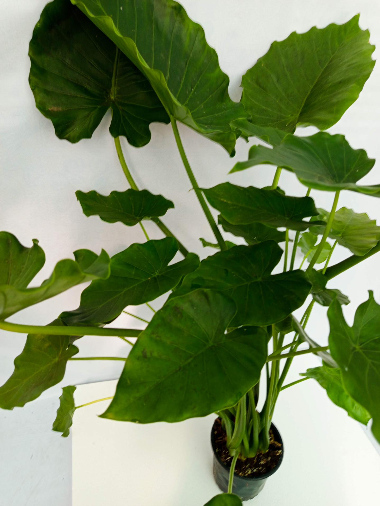 Alocasia Gageana Green XXL