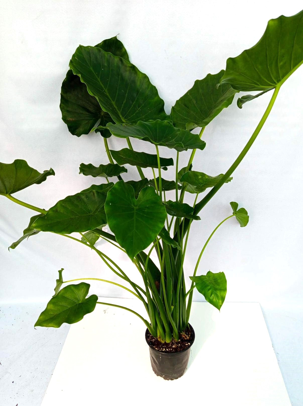 Alocasia Gageana Green XXL