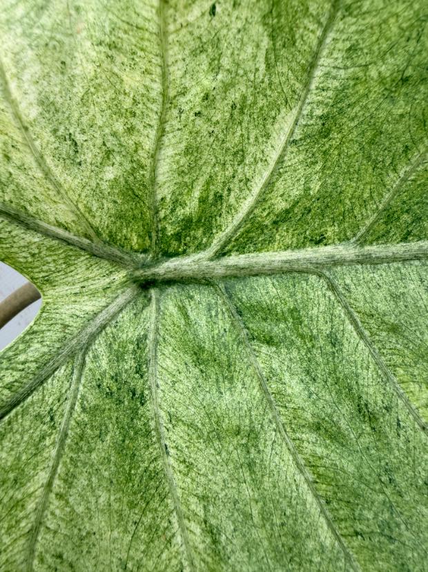 Alocasia Macrorrhiza Variegata foglia dettaglio