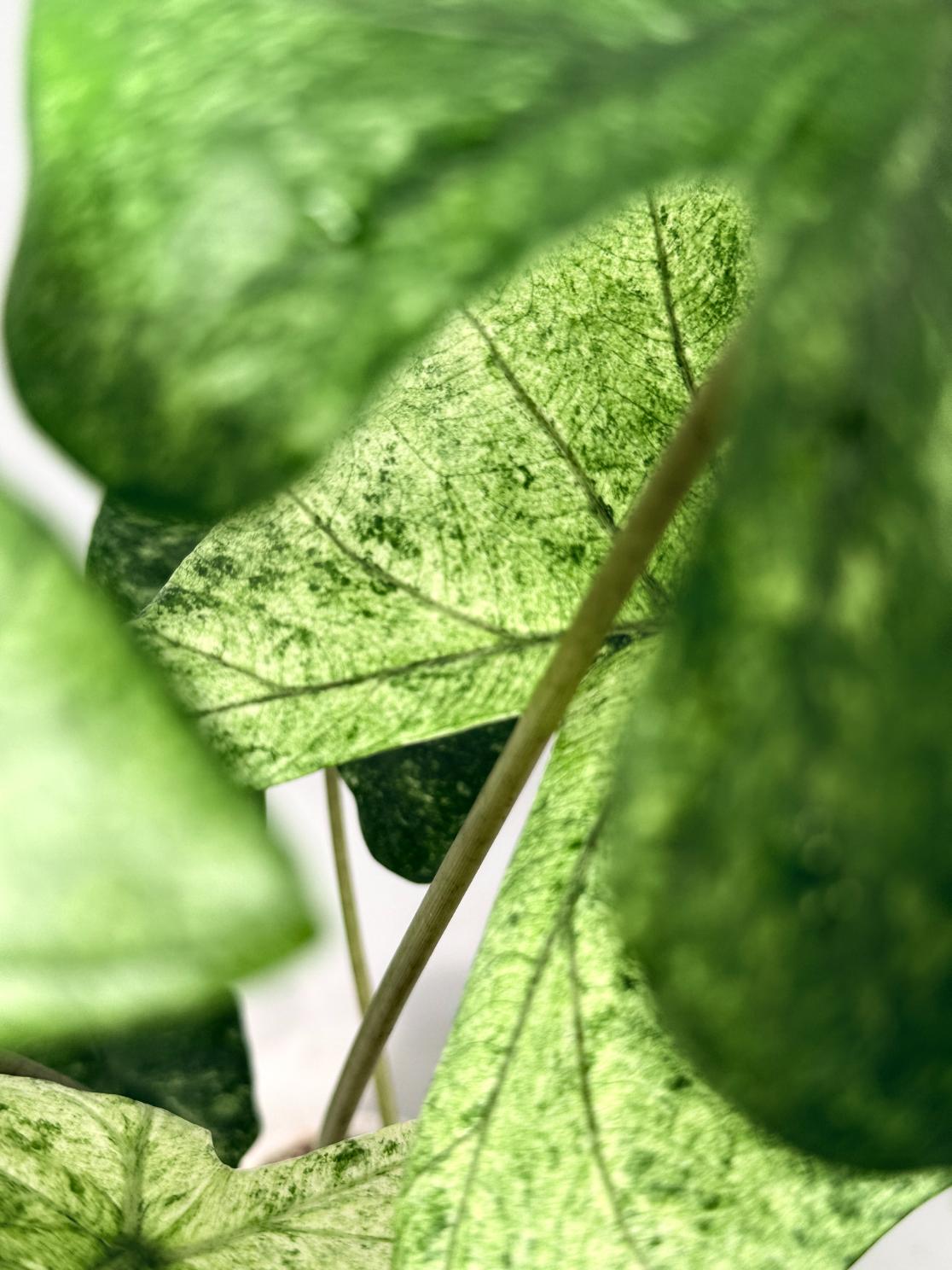 Alocasia Macrorrhiza Variegata 04
