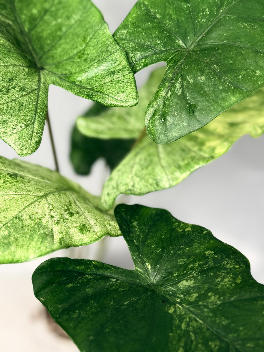 Alocasia Macrorrhiza Variegata 05