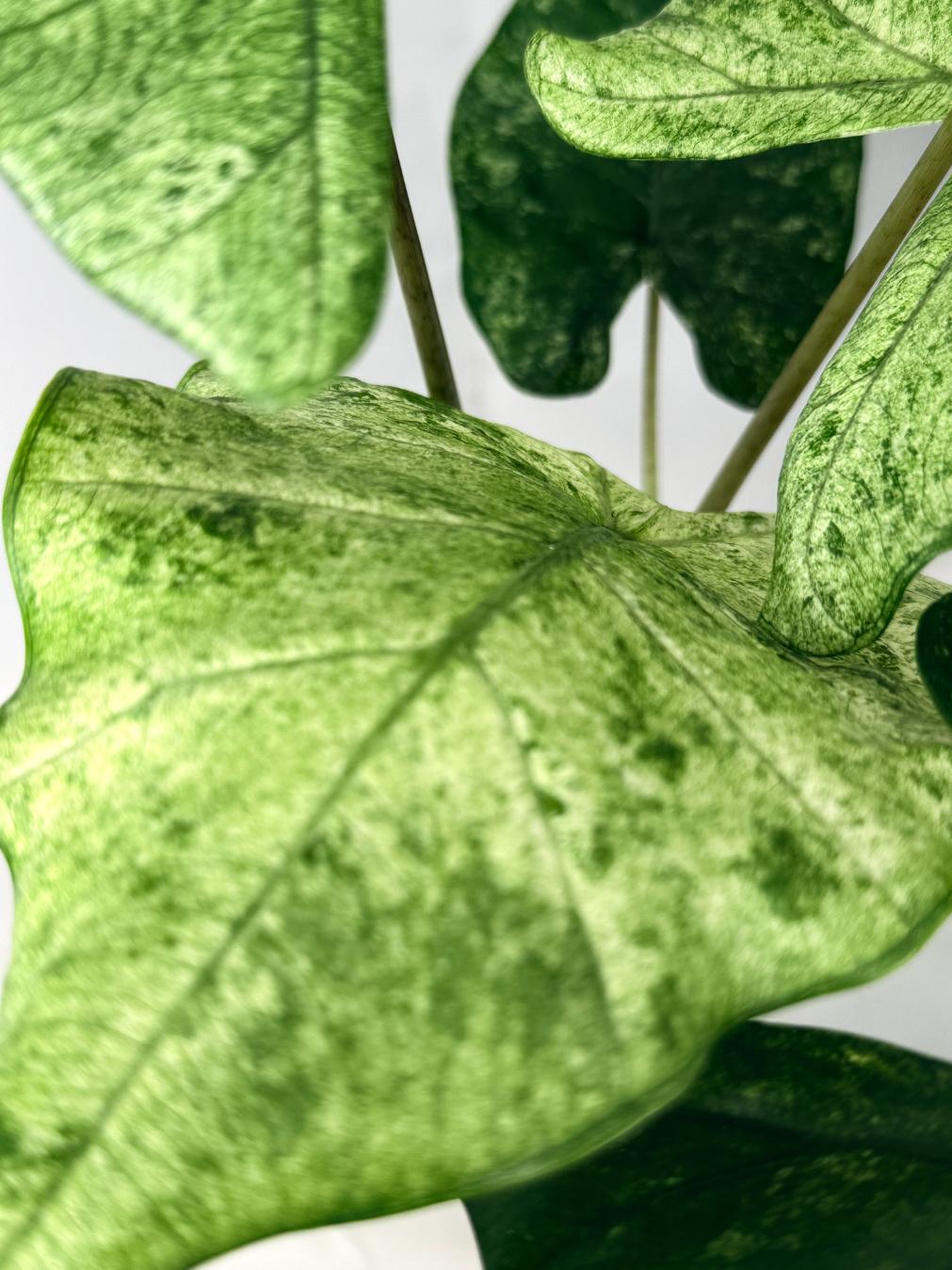 Alocasia Macrorrhiza Variegata 06