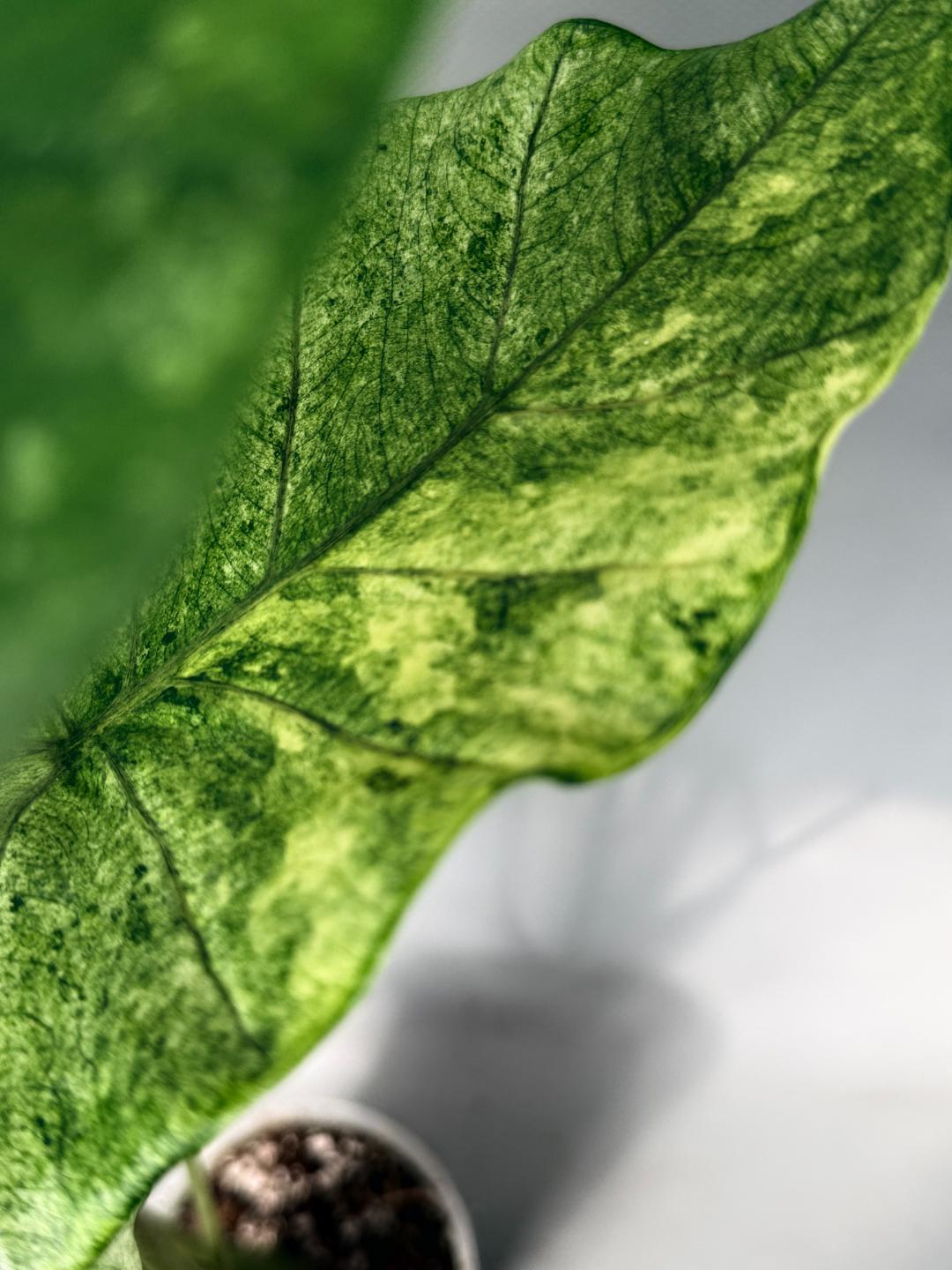 Alocasia Macrorrhiza Variegata 07
