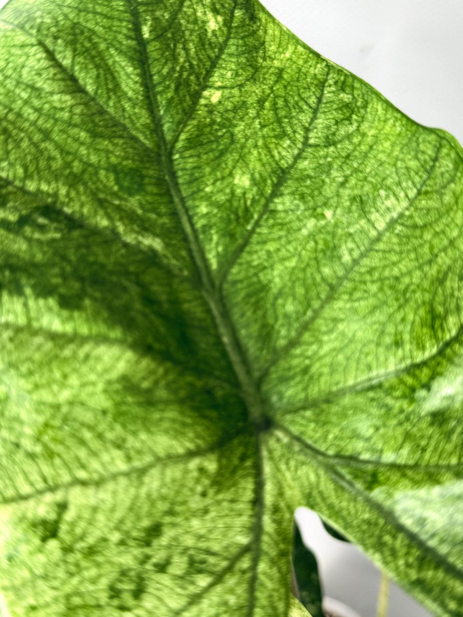 Alocasia Macrorrhiza Variegata 08