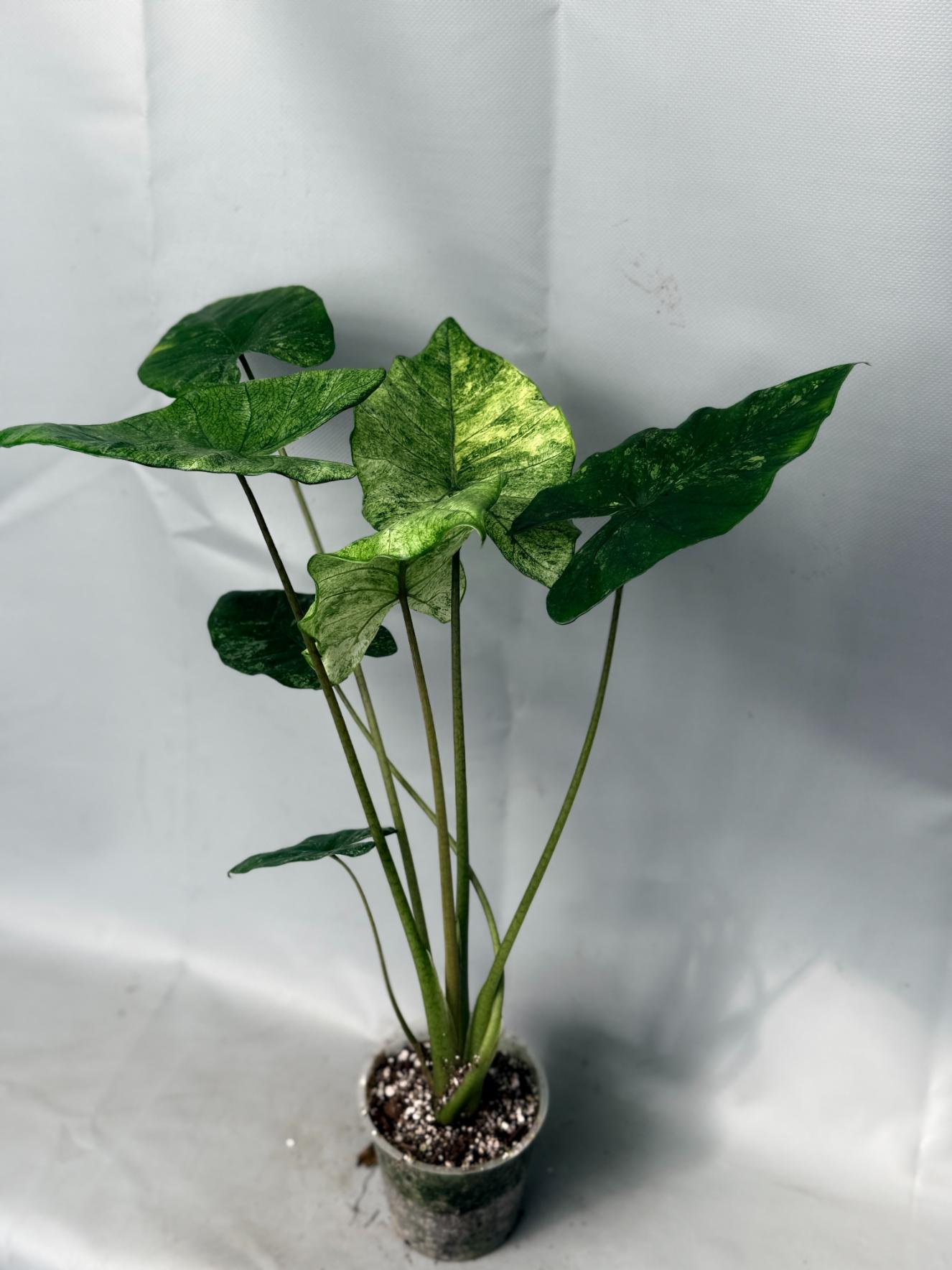 Alocasia Macrorrhiza Variegata 01