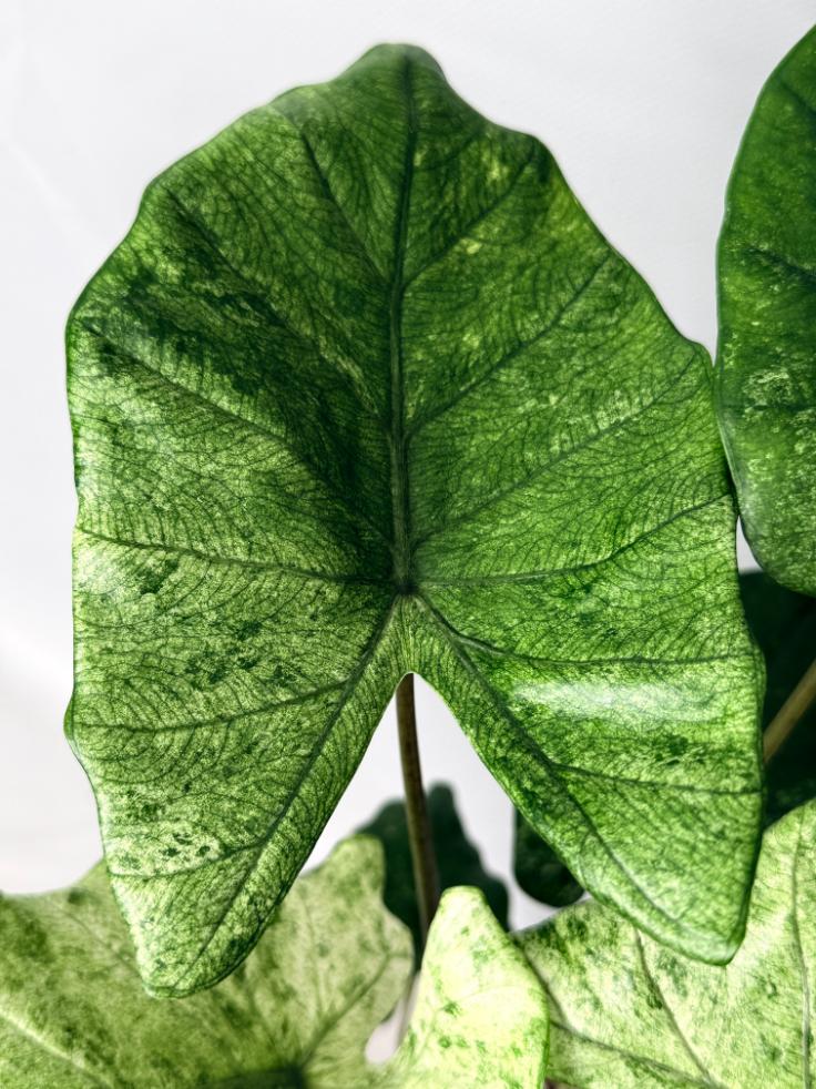 Alocasia Macrorrhiza Variegata 03