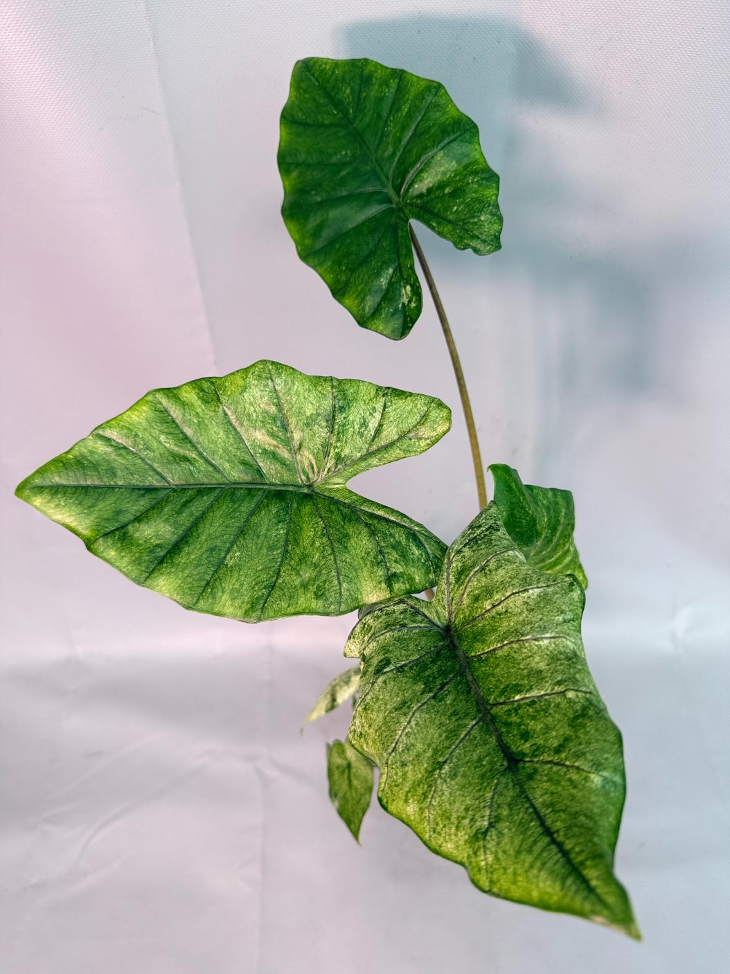 Alocasia Macrorrhiza Variegata 09