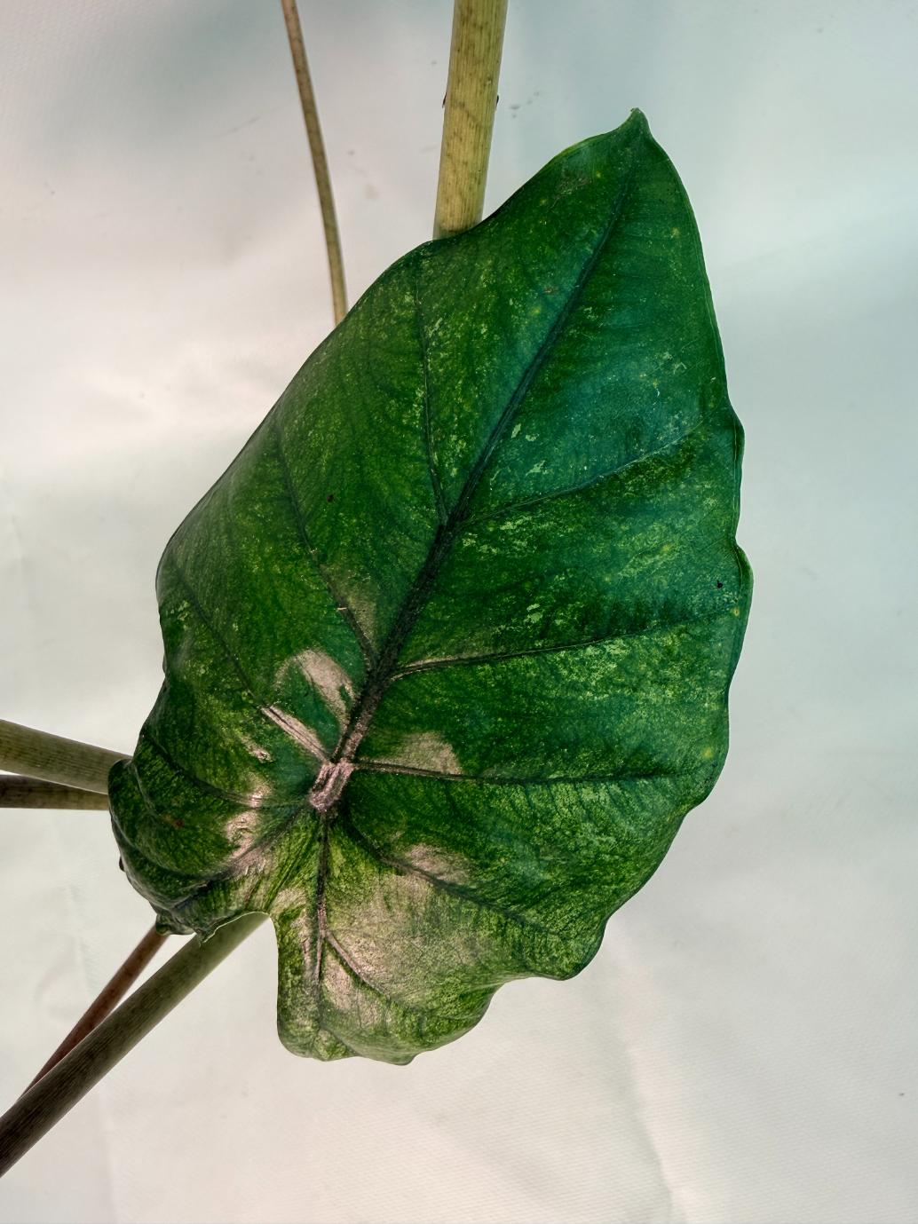 Alocasia Macrorrhiza Variegata 08