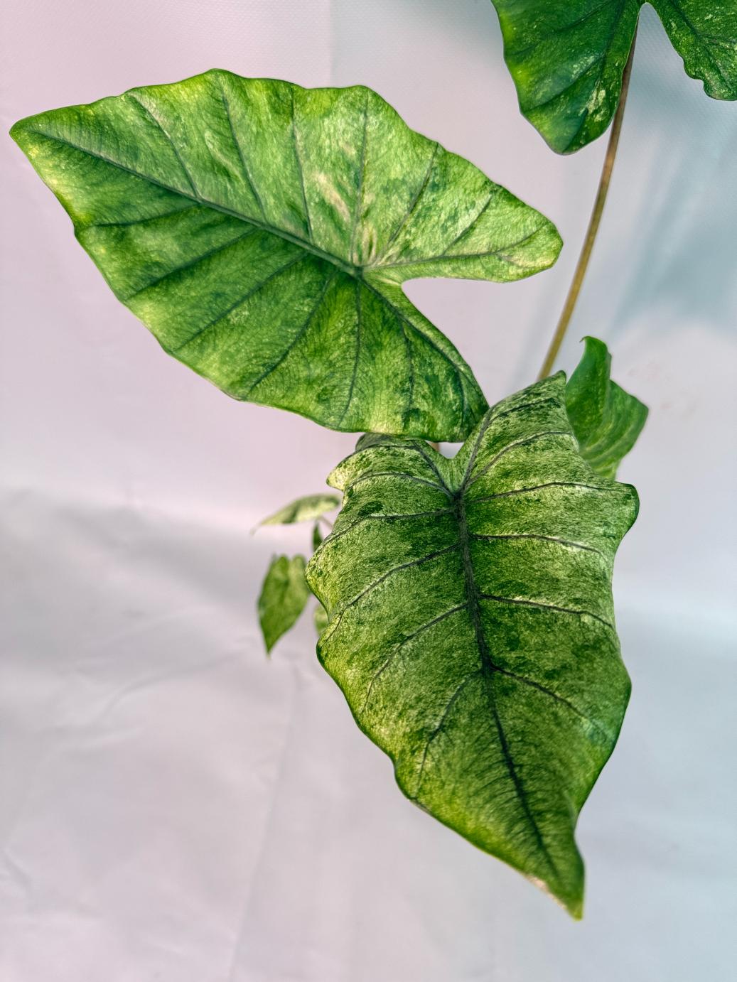 Alocasia Macrorrhiza Variegata 10