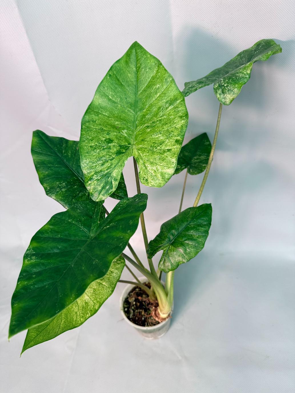 Alocasia Macrorrhiza Variegata09