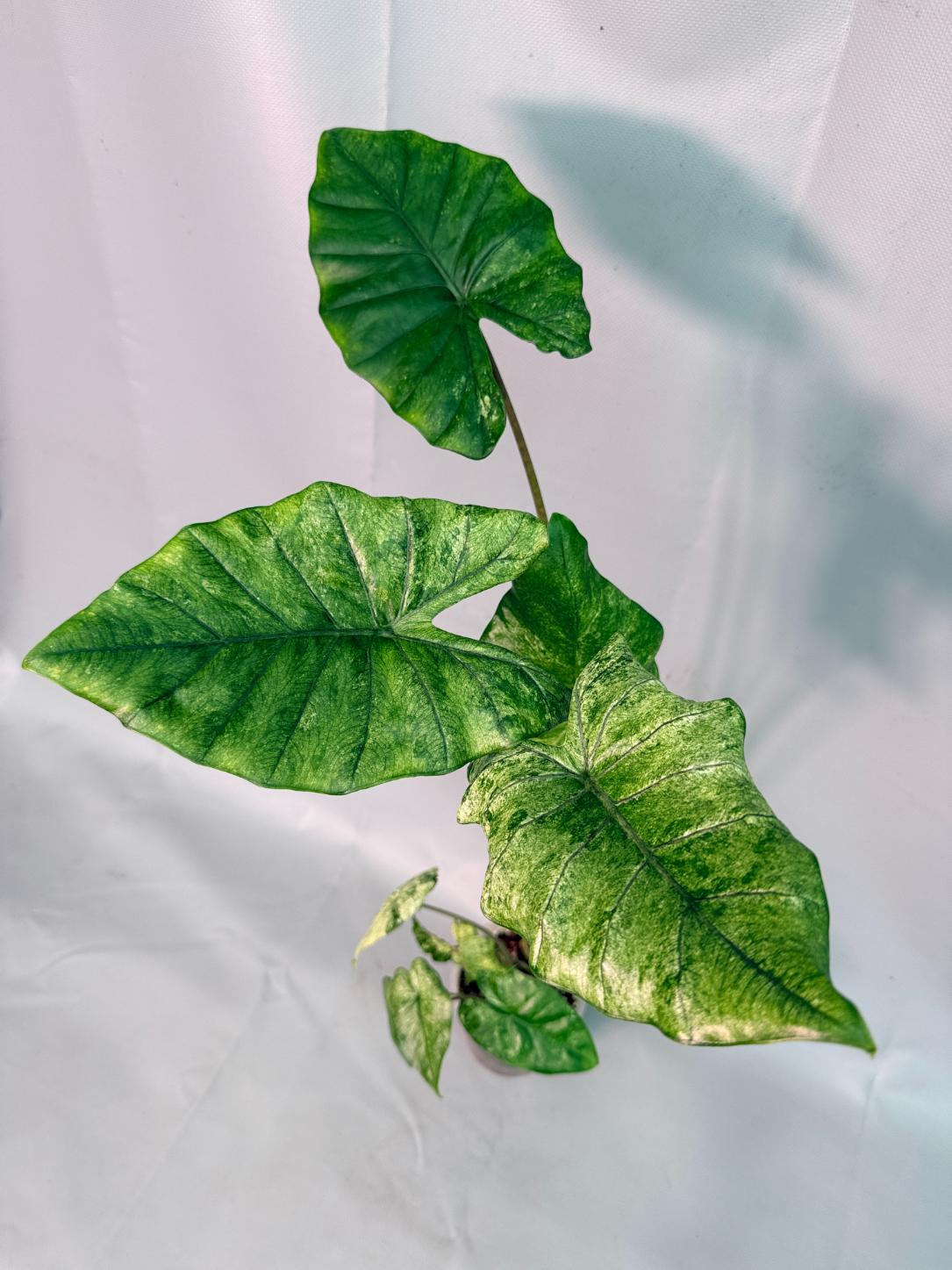 Alocasia Macrorrhiza Variegata  01
