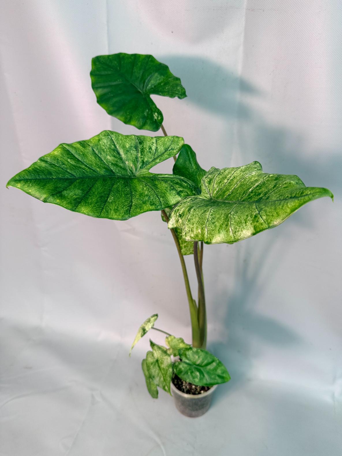 Alocasia Macrorrhiza Variegata 02