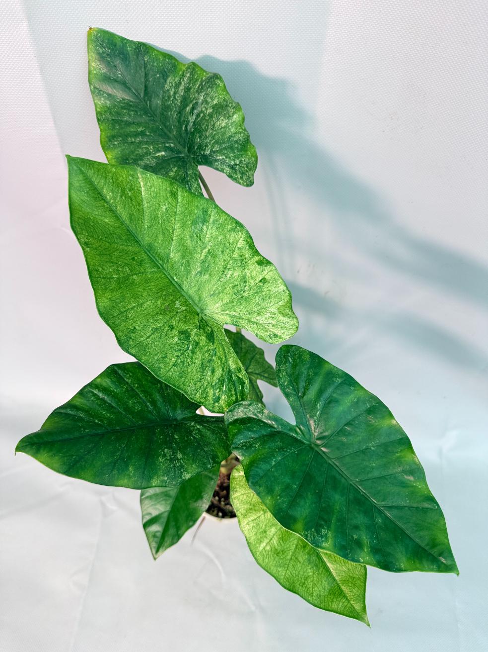 Alocasia Macrorrhiza Variegata 01